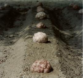 Pierpaolo Curti - Ferrara